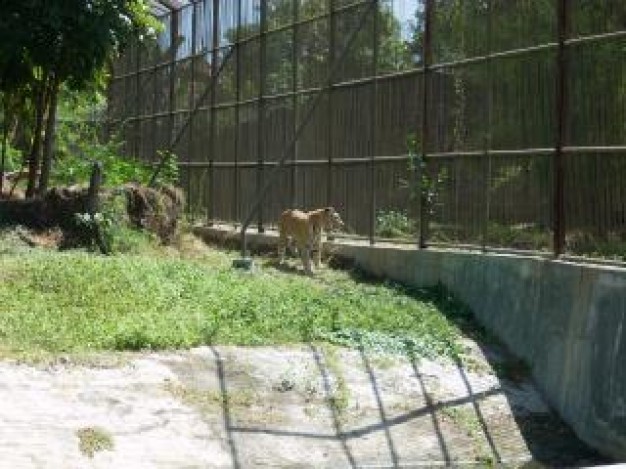 Surabaya tiger Indonesia at surabaya zoo about East Java Sumatran tiger